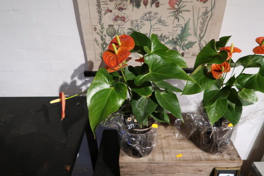 2 stk. planter i krukke