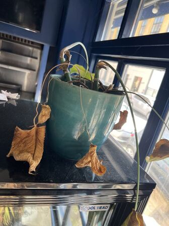 Forskellige planter i krukker