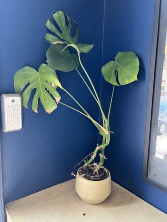 Forskellige planter i krukker