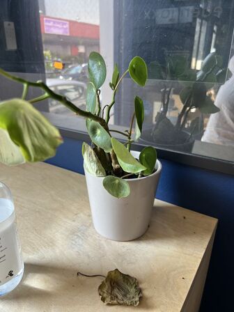 Forskellige planter i krukker