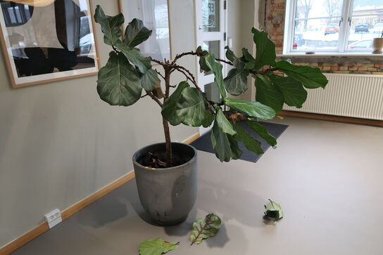 Plante i krukke