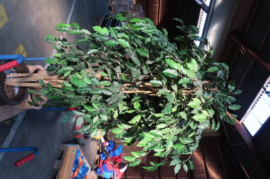 3 malerier, 2 rullevogne, haveredskaber og 2 blomster