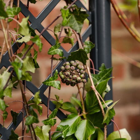 3 stk. plantekasse med espalier(ubrugt)