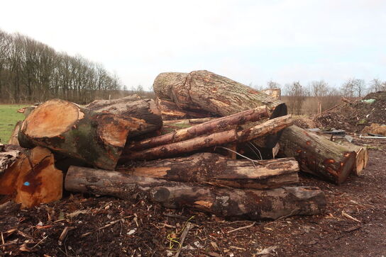 Diverse træ til opskæring