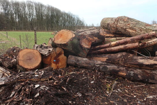 Diverse træ til opskæring