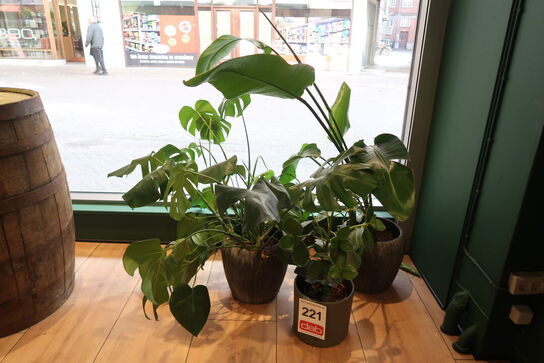 3 stk. Planter 