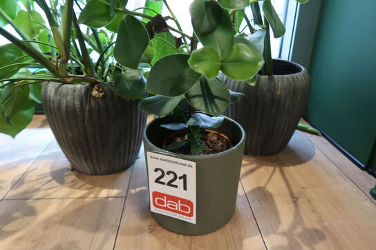 3 stk. Planter 