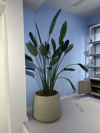 Plante i krukke Ø50xH185 cm