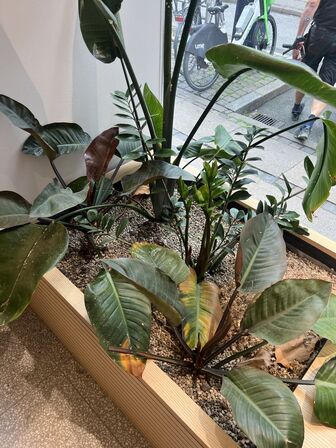 Displaystand/slængemøbel inkl. planter 267x83x48cm