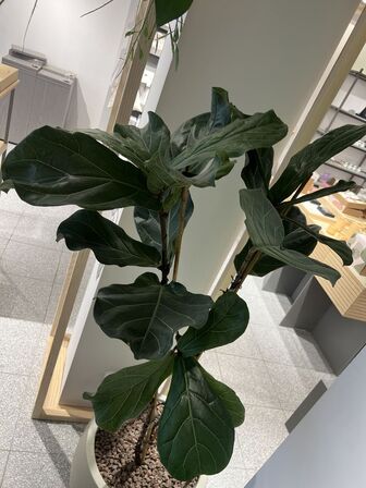 Plante i krukke Ø50xH180 cm