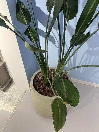 Plante i krukke Ø50xH185 cm