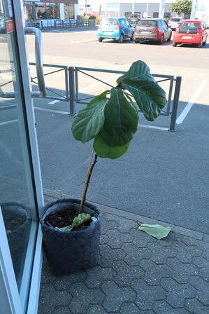 3 stk. Planter 