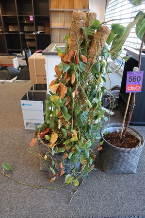 3 stk. Planter 