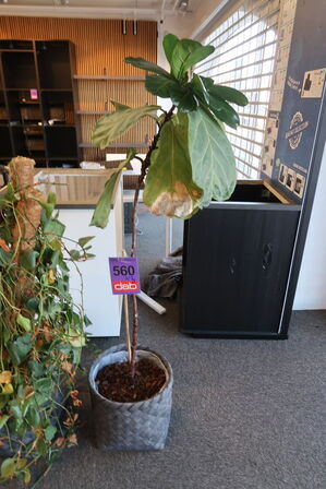 3 stk. Planter 