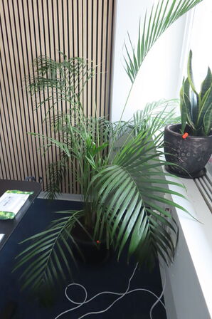 Indhold i hjørne af reoler, stativer samt planter i rummet