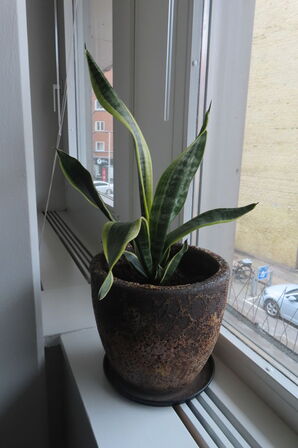 Bord med afskærmninger og stativ til banner mv.