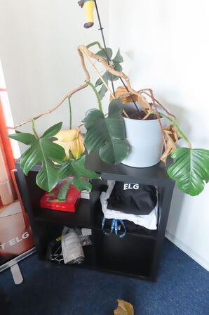 Indhold i hjørne af reoler, stativer samt planter i rummet