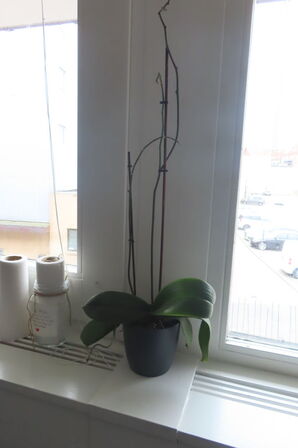 Indhold i hjørne af reoler, stativer samt planter i rummet