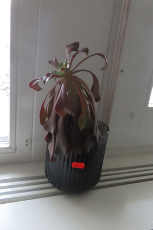 Indhold i hjørne af reoler, stativer samt planter i rummet