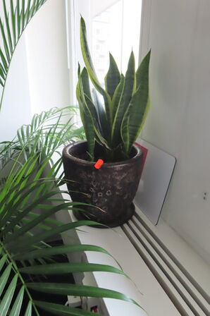 Indhold i hjørne af reoler, stativer samt planter i rummet