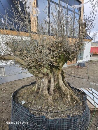 Stort og gammelt oliventræ