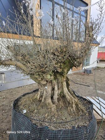 Stort og gammelt oliventræ