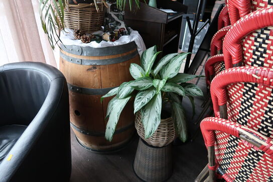 Vintønde CHATEAU ST MICHELLE samt div. Planter i krukke