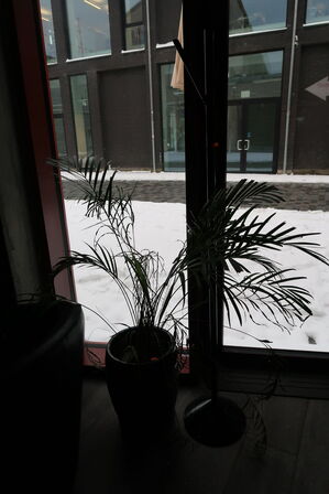 2 stk. barstole, højstole, planter m.m.