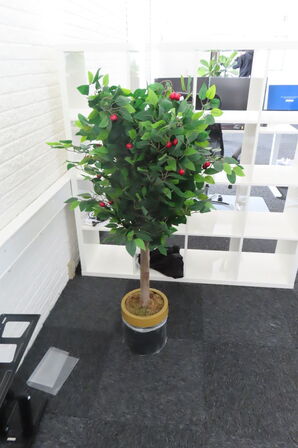 3 stk. Træer/planter 