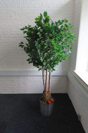 3 stk. Træer/planter 