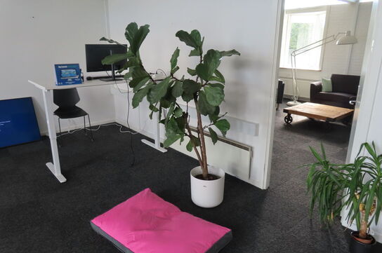 6 stk. Træer/planter 