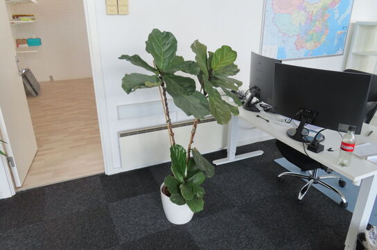 6 stk. Træer/planter 