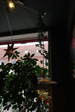 Plante i krukke, plakat samt pendel