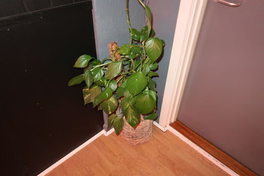 2 stk. planter i krukker