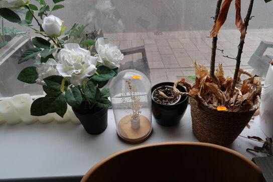 Plante i krukke, plakat samt pendel