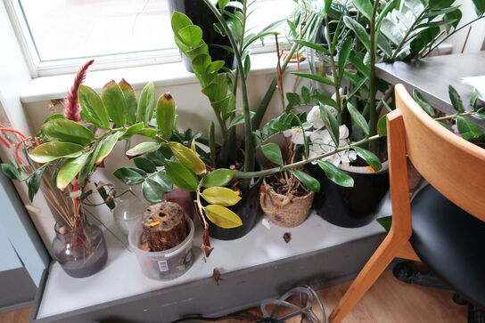 Div. Krukker med planter