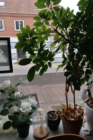 Plante i krukke, plakat samt pendel