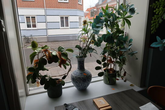 Div. Vaser og planter