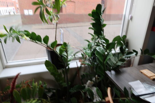 Div. Krukker med planter