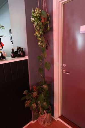 2 stk. planter i krukker