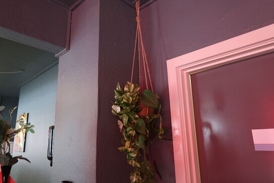 2 stk. planter i krukker