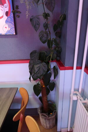 2 stk. planter i krukker