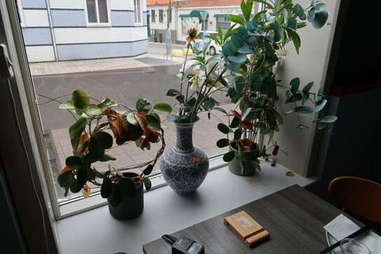 Div. Vaser og planter