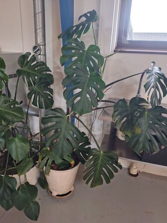 To grønne planter i krukker