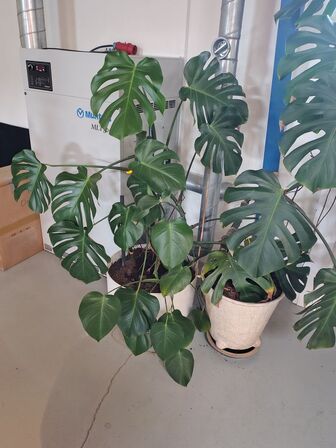 To grønne planter i krukker