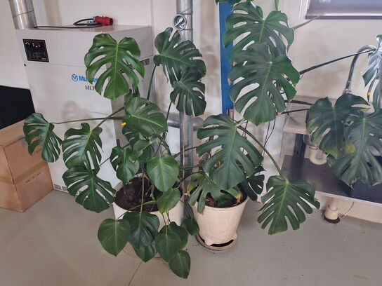 To grønne planter i krukker