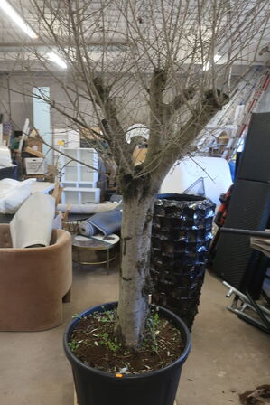 Sofa ARNE JACOBSEN model 3303, Senge, stole, planter, havemøbler m.m. - Sorø