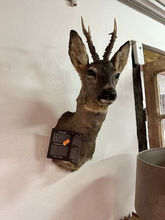 Jagttrofæ Rådyrhoved