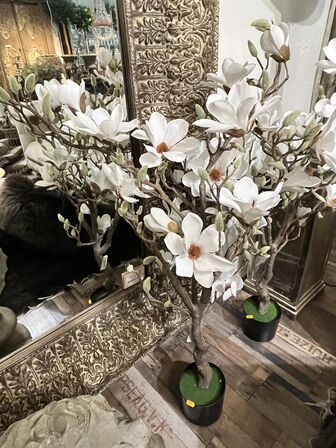 Magnolia træ 120 cm