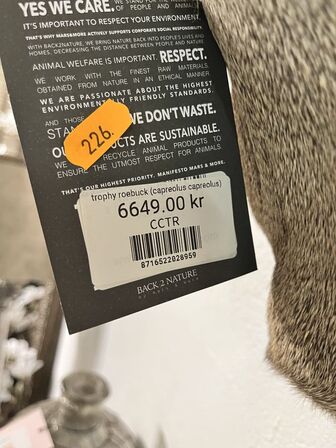 Jagttrofæ Rådyrhoved